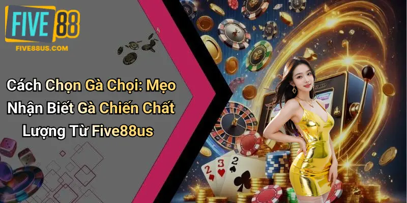 Cách Chọn Gà Chọi: Mẹo Nhận Biết Gà Chiến Chất Lượng Từ Five88us