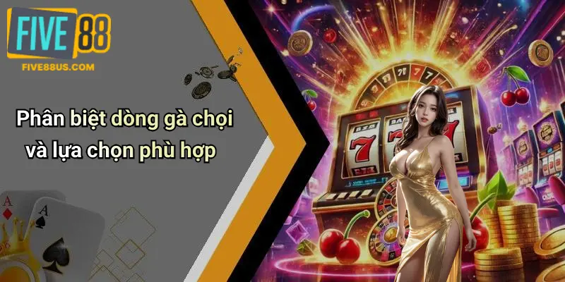 Phân biệt dòng gà chọi và lựa chọn phù hợp