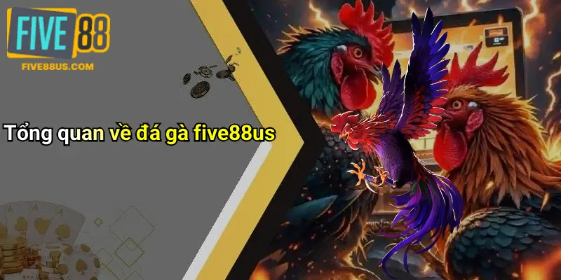 Tổng quan về đá gà five88us