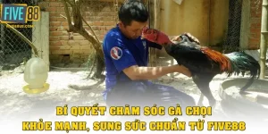 Bí quyết chăm sóc gà chọi