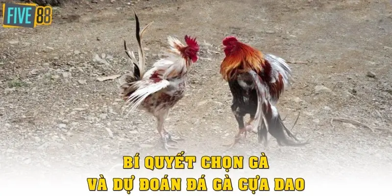 Bí quyết chọn gà và dự đoán đá gà cựa dao