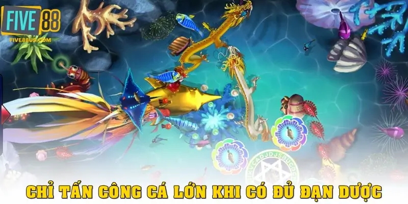 Chỉ tấn công cá lớn khi đã có đủ đạn dược