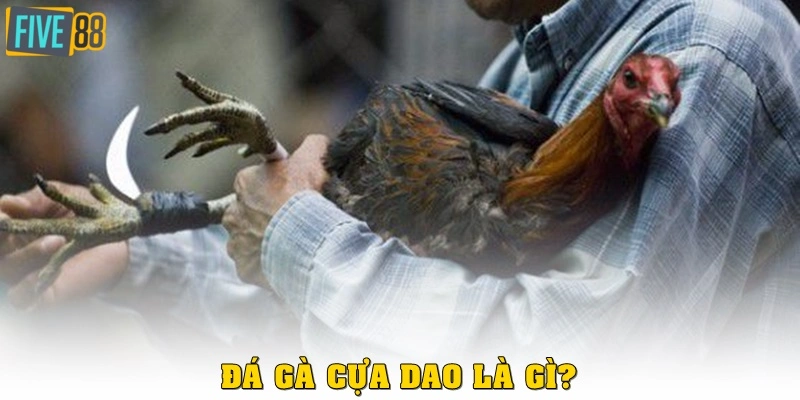 Đá gà cựa dao là gì?