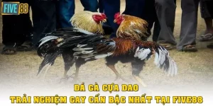 Đá Gà Cựa Dao
