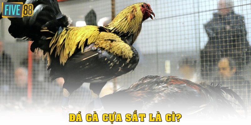Đá gà cựa sắt là gì?