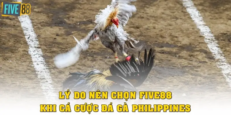 Lý do nên chọn FIVE88 khi cá cược đá gà Philippines