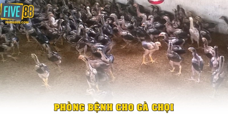 Phòng bệnh cho gà chọi