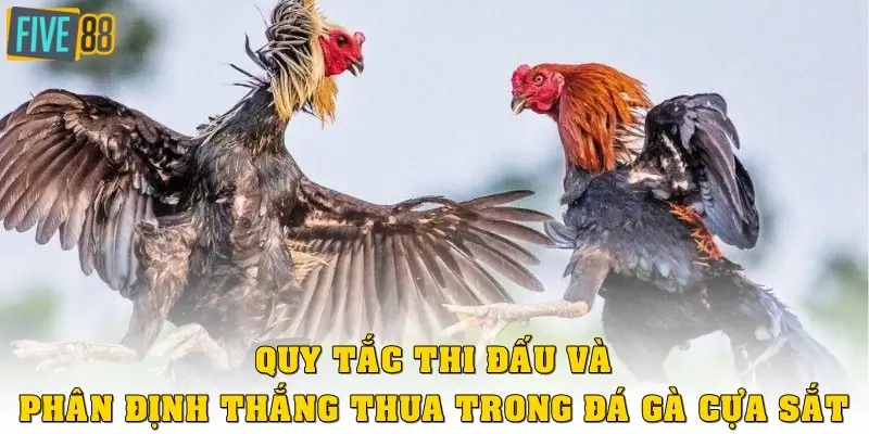 Quy tắc thi đấu và phân thắng thua trong đá gà cựa sắt