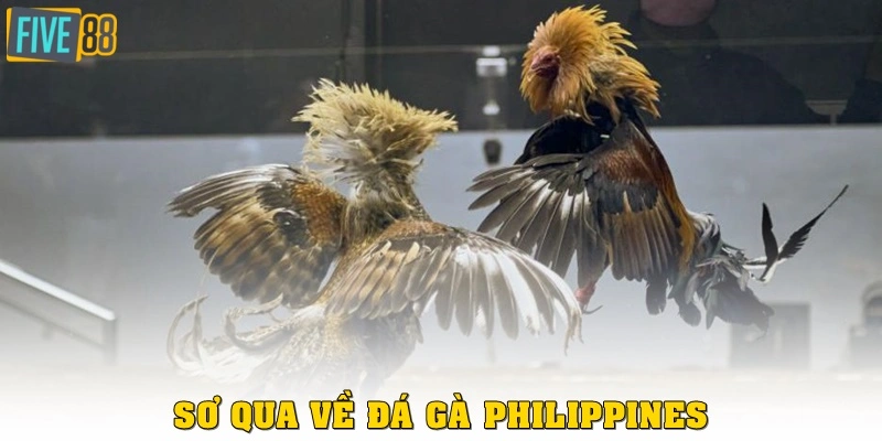 Sơ qua về đá gà Philippines