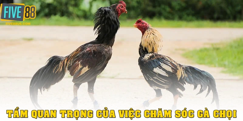 Tầm quan trọng của việc chăm sóc gà chọi