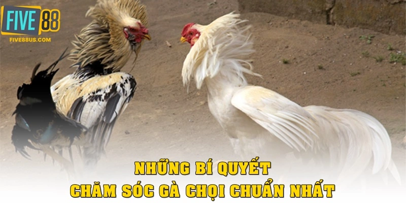 Tổng hợp những bí quyết chăm sóc gà chọi chuẩn nhất từ chuyên gia