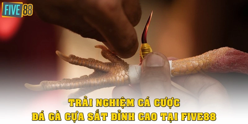 Trải nghiệm cá cược đá gà cựa sắt đỉnh cao tại FIVE88